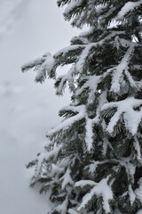 Winter branch of a Christmas tree, fir close-up.