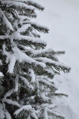 Winter branch of a Christmas tree, fir close-up.
