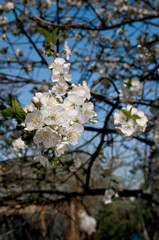 Sour Cherry (Prunus cerasus) in orchard
