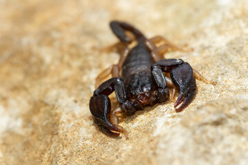 Soft focus of a European yellow-tailed scorpion on a sandy ground