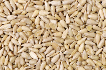 sunflower seed background