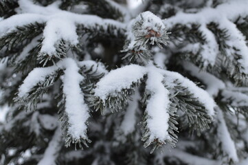 Winter branch of a Christmas tree, fir close-up.