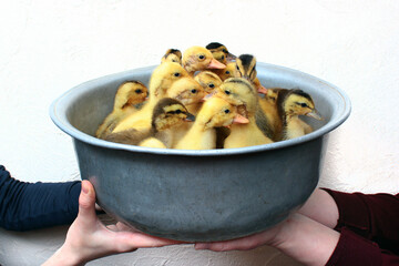 Hands holding a bowl with little ducklings