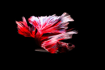 A beautiful Siamese Fighting Fish, It is a half moon. It is so beautiful with red and white colors. It has shown a beautiful big tail with black isolated.
