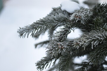Winter branch of a Christmas tree, fir close-up.