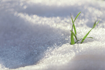 Beautiful green grass growing through snow. First spring plant