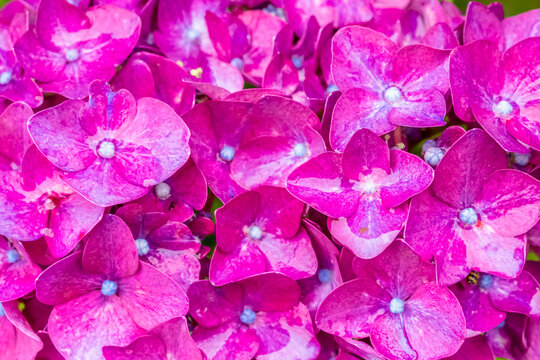 アジサイの新芽 のストック写真 ロイヤリティフリーの画像 ベクター イラスト Adobe Stock アジサイの新芽 のストック写真 ロイヤリティフリーの画像 ベクター イラスト Adobe Stock