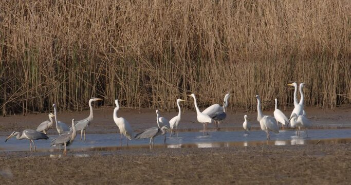 Herons and egrets are hunting the fish in shallow water from Crna Mlaka