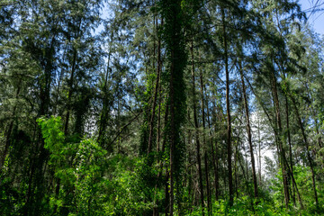 Beautiful forest in spring with bright sun shining through the trees. Singapore green forest
