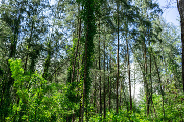 Fototapeta na wymiar Beautiful forest in spring with bright sun shining through the trees. Singapore green forest