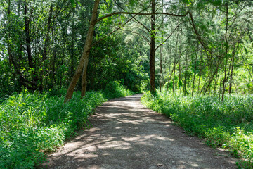 Singapore coney island bike trail. Hiking path and sunset in beautiful woods view, inspirational summer landscape in forest. Walking footpath or biking path, dirt road.