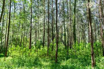 Beautiful forest in spring with bright sun shining through the trees. Singapore green forest