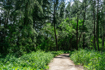 Fototapeta na wymiar Singapore coney island bike trail. Hiking path and sunset in beautiful woods view, inspirational summer landscape in forest. Walking footpath or biking path, dirt road.