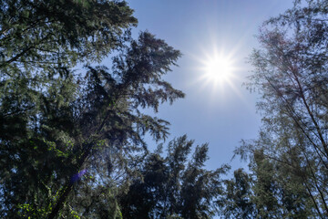 Beautiful forest in spring with bright sun shining through the trees. Singapore green forest