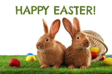 Happy Easter! Cute bunnies and dyed eggs on green grass against white background
