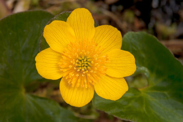 Marsh Marigold (Caltha palustris) Chowiet Island, Semidi Islands, Alaska, USA