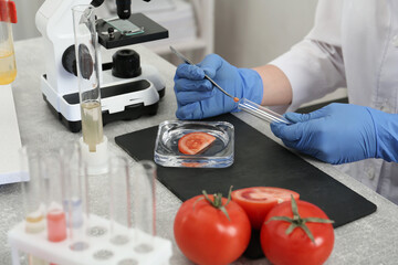 Scientist inspecting tomato in laboratory, closeup. Food quality control - obrazy, fototapety, plakaty