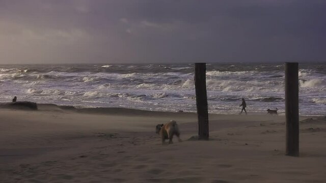 Pug walking along sandy beaches in Dutch Wadden Island of Texel in North Holland, Netherlands - Static wide shot