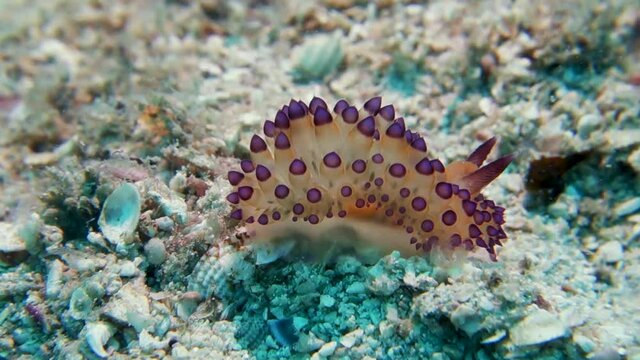 Janolus Bilder Durchsuchen 170 Archivfotos, und Videos