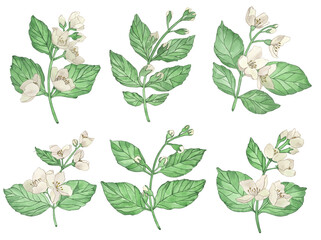 Watercolor flowers and branches Jasmine isolated on a white background.