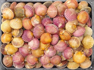 lots of scallop sea shells piled together background