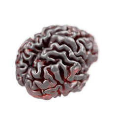 Human brain, isolated anatomy 3d model for science illustration 