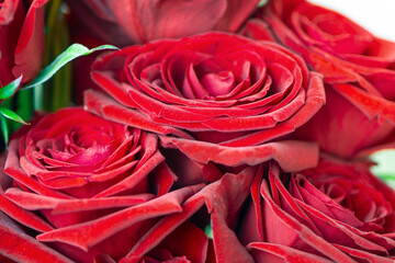 beautiful bouquet of scarlet red roses close up, background 