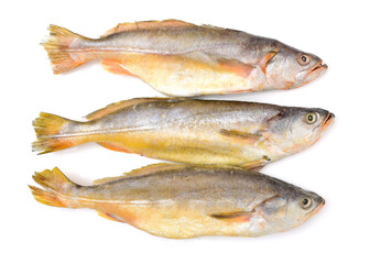 Yellow Croaker Fish On White background 