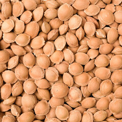 apricot kernel isolated on white background