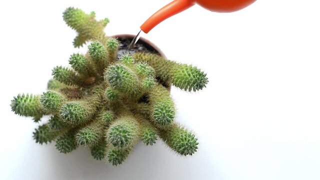girl watering green cactus with small needles orange watering can top view. plant care concept.