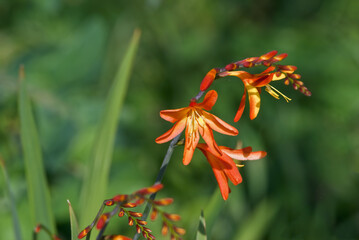Montbretia (Crocosmia x crocosmiiflora) in garden