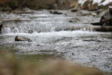Obraz premium Details with the clear water of a running mountain stream during a cold and sunny winter day in the Romanian Carpathian Mountains.