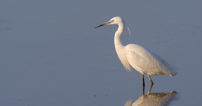 The great egret is hunting the fish in shallow water from Crna Mlaka