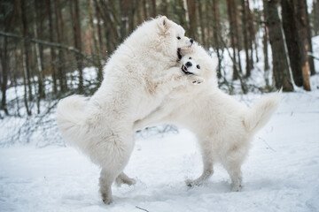 Beautiful fluffy two Samoyed white dogs is playing in the winter forest