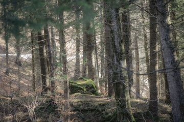Details from a fir trees forest from the Romanian Carpathian Mountains.