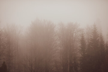 Fototapeta na wymiar Mist and sleet storm over a cone tree forest in the Romanian Carpathian mountains during a cloudy and cold winter day.