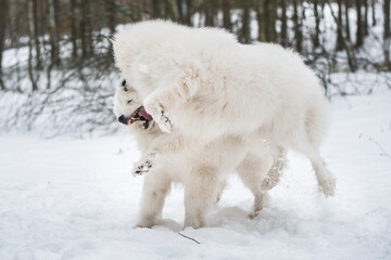 Beautiful fluffy two Samoyed white dogs is playing in the winter forest