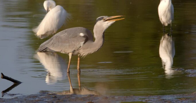 Grey heron in hunt on the shallow marsh