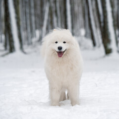 Samoyed white dog is sitting in the winter forest