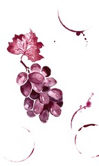 Grapes in burgundy shades. Wine map. watercolor.