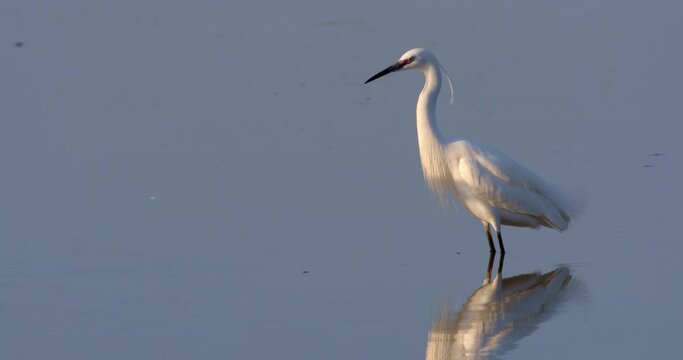 The little egret catching fish in shallow water from Crna Mlaka