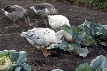 Geese eat cabbage. Domestic geese eat cabbage in the garden. Poultry on the farm. 