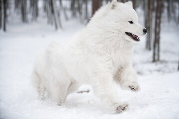 Obraz premium Samoyed white dog is running on snow outside