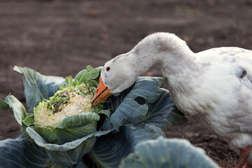 Geese eat cabbage. Domestic geese eat cabbage in the garden. Poultry on the farm. 