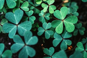 Fototapeta Green background with three-leaved shamrocks. St. Patrick's day holiday symbol. obraz