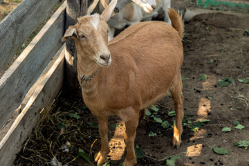 Domestic goats in the pen. Attentive and funny animals are raised by people for milk and meat. Selective focus, close-up. 