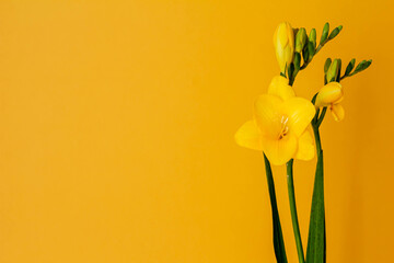黄色の無地の背景と黄色いフリージアの花