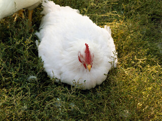 White rooster of broiler breed sits on green grass. Poultry close-up portrait. 