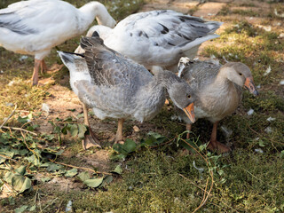 Gray geese on the farm. Keeping and breeding poultry in natural conditions. 