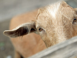 Domestic goats in the pen. Attentive and funny animals are raised by people for milk and meat. Selective focus, close-up